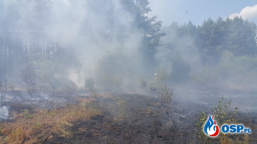 3 wyjazdy do pożaru jednego dnia. Groźny pożar lasu w miejscowości Zabrnie. OSP Ochotnicza Straż Pożarna