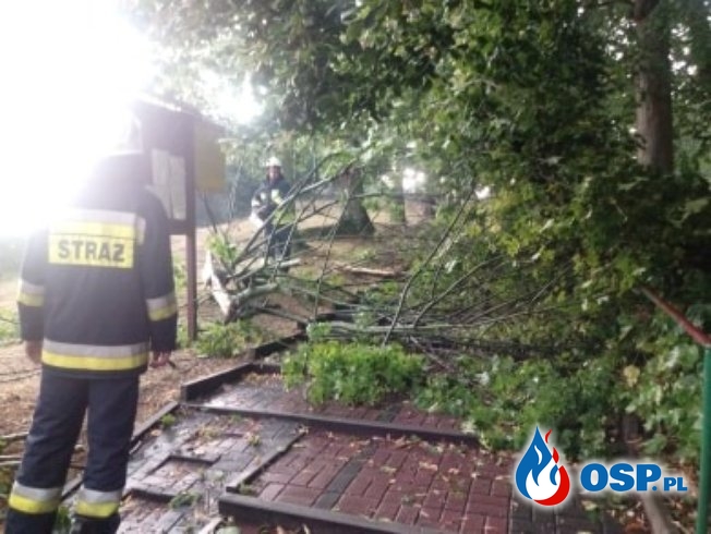 Połamane drzewa OSP Ochotnicza Straż Pożarna