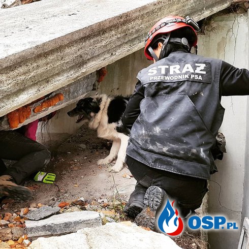 W Wałbrzychu powstaje OSP z psami do poszukiwań OSP Ochotnicza Straż Pożarna