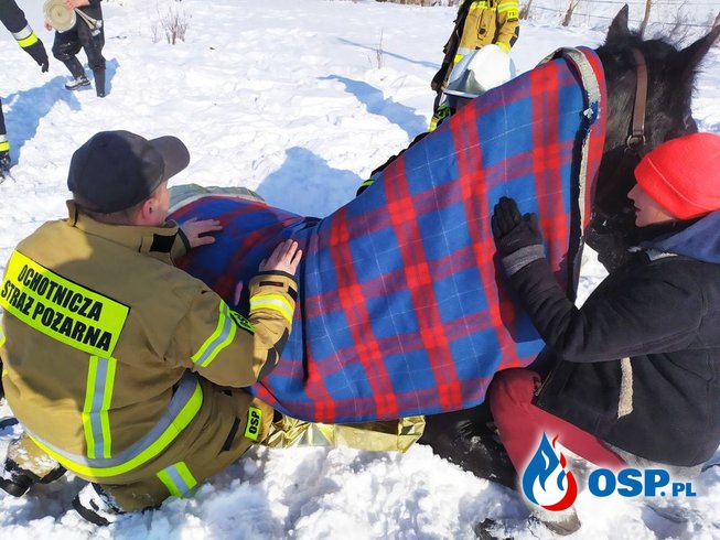 Lód załamał się pod koniem. Strażacy użyli wyciągarki, by wydostać zwierzę na ląd. OSP Ochotnicza Straż Pożarna