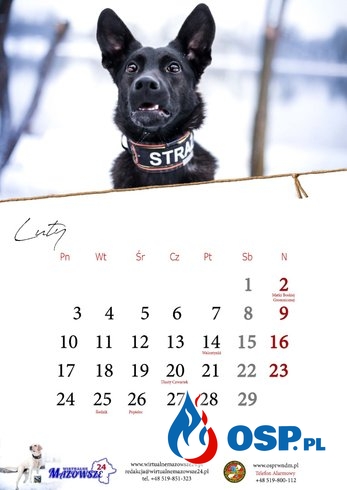 Strażacy wydali kalendarz z psami ratowniczymi OSP Ochotnicza Straż Pożarna