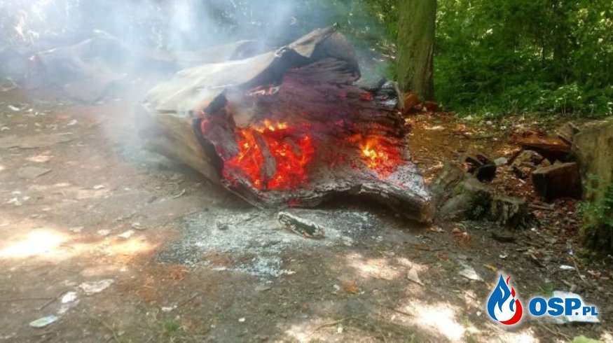 Nowa Wieś – pożar drzewa OSP Ochotnicza Straż Pożarna