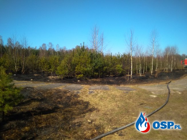 Pożar lasu m. Czarne 08.04.2018r. OSP Ochotnicza Straż Pożarna