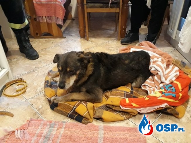 Pies utknął ponad 30 metrów pod ziemią. Strażacy ruszyli na ratunek. OSP Ochotnicza Straż Pożarna