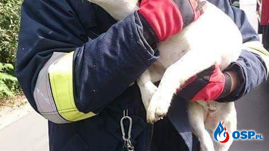 Pies w studni !!! OSP Ochotnicza Straż Pożarna