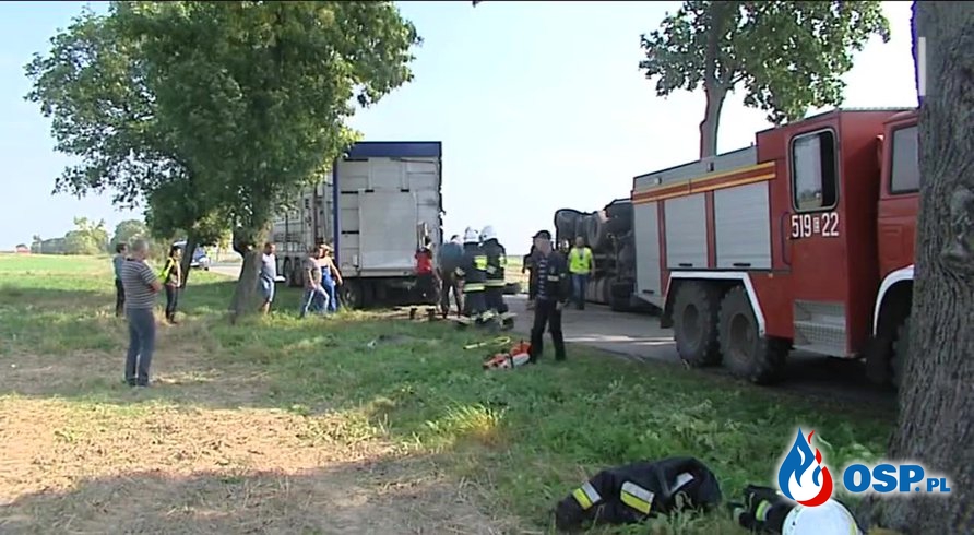Wypadek ciężarówki z trzodą. Nie żyje kierowca i część zwierząt. OSP Ochotnicza Straż Pożarna