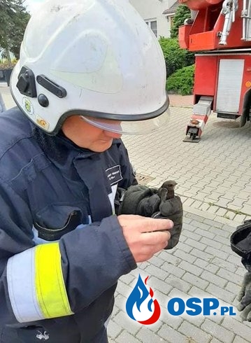 "Jaskółka uwięziona". Nietypowa akcja strażaków z OSP Skwierzyna. OSP Ochotnicza Straż Pożarna
