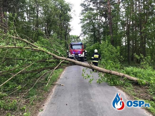 74/2019 Drzewo zablokowało drogę OSP Ochotnicza Straż Pożarna