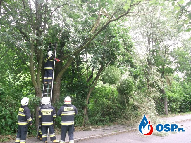 Konar drzewa OSP Ochotnicza Straż Pożarna