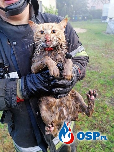 Kot wpadł do studni i utknął, wydobyli go strażacy z Kazimierza OSP Ochotnicza Straż Pożarna