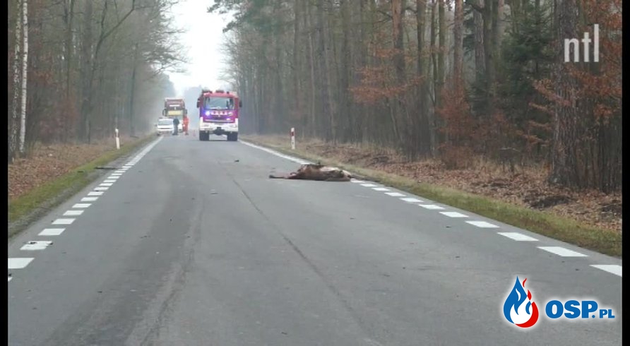 Tragedia pod Piotrkowem. Kobieta próbowała ominąć jelenia, uderzyła w drzewo. OSP Ochotnicza Straż Pożarna