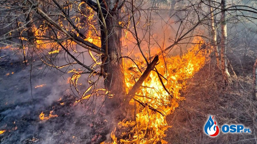 Pożar traw i lasu OSP Ochotnicza Straż Pożarna