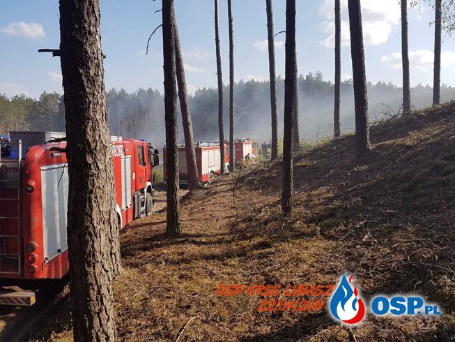 Pożar lasu na granicy dwóch powiatów OSP Ochotnicza Straż Pożarna