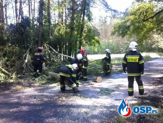 Złamany konar drzewa OSP Ochotnicza Straż Pożarna