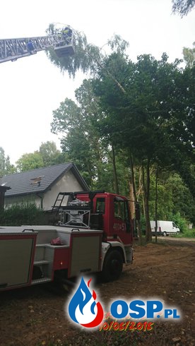 Pochylone drzewo nad budynkiem mieszkalnym oraz szerszenie w budynku mieszkalnym OSP Ochotnicza Straż Pożarna