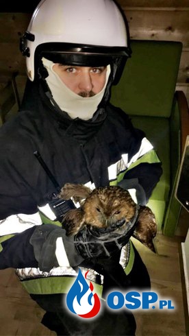 Nietypowa akcja strażaków. Ratowali sowę, która utknęła w kominie. OSP Ochotnicza Straż Pożarna
