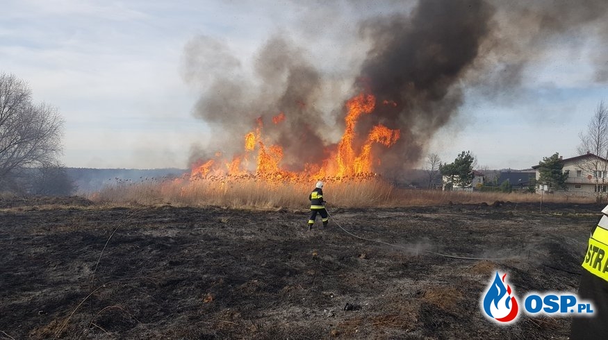 Wójt gminy Bliżyn zabronił strażakom OSP wyjeżdżać do pożarów traw OSP Ochotnicza Straż Pożarna