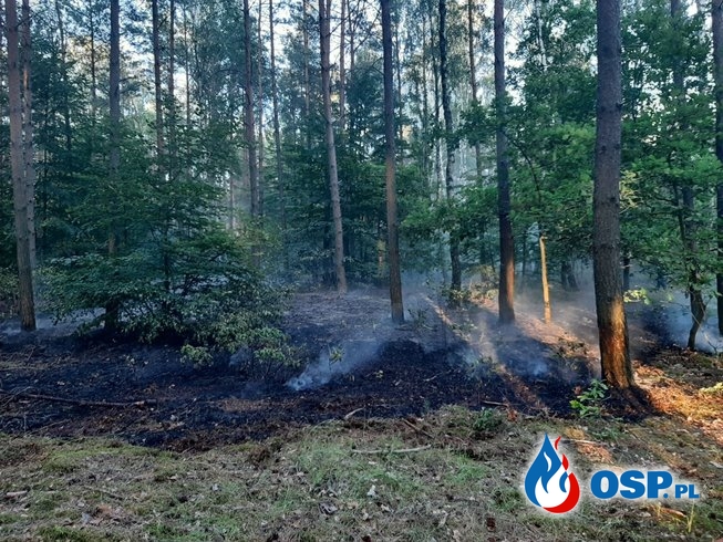 Pożar lasu - Grabie OSP Ochotnicza Straż Pożarna