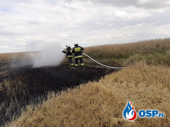 Pożar na polu ze zbożem na trasie Biała - Korfantów OSP Ochotnicza Straż Pożarna