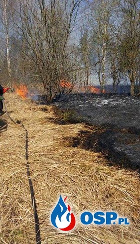 ---Pożar traw i poszycia leśnego---2 zdarzenia---01.04.17 OSP Ochotnicza Straż Pożarna