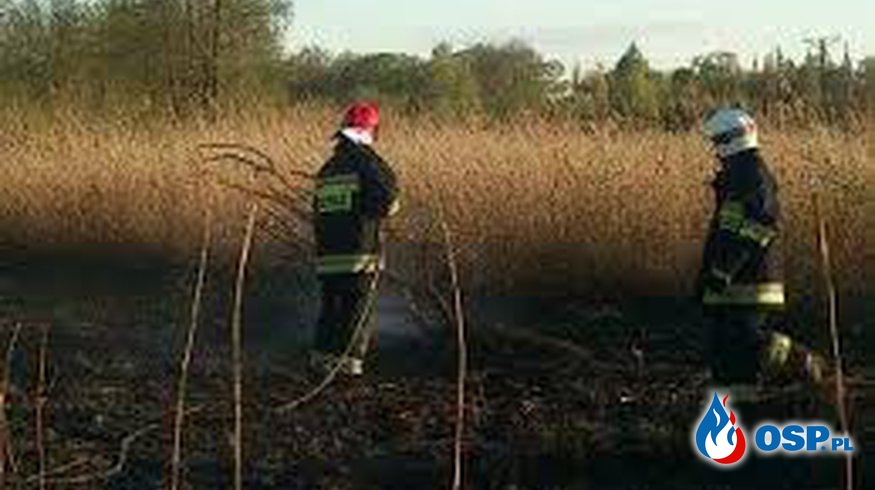 Pożar trawy w Witnicy OSP Ochotnicza Straż Pożarna