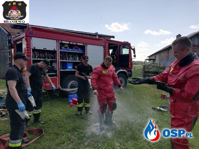 Strażacy ratowali cielaka, który wpadł do szamba OSP Ochotnicza Straż Pożarna