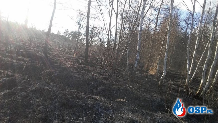 26.03.17 - Pożar traw w Sołtykowie. OSP Ochotnicza Straż Pożarna