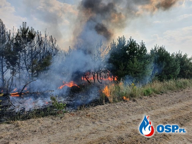 143/2020 Pożar nieużytków przy rozdzielni prądu OSP Ochotnicza Straż Pożarna