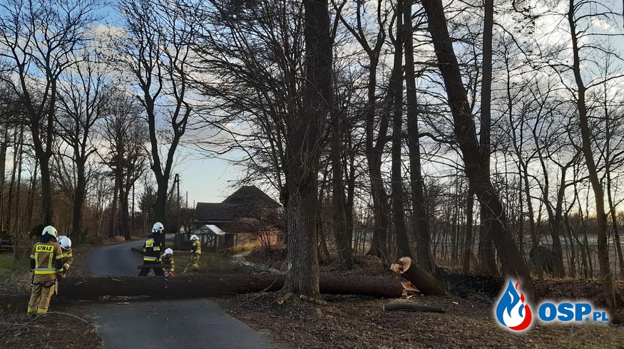 Powalone drzewo w Domecku przy ulicy Dworskiej OSP Ochotnicza Straż Pożarna