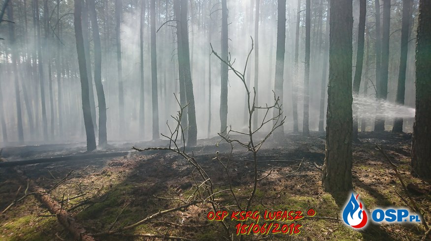 Dwa pożary Lasu OSP Ochotnicza Straż Pożarna