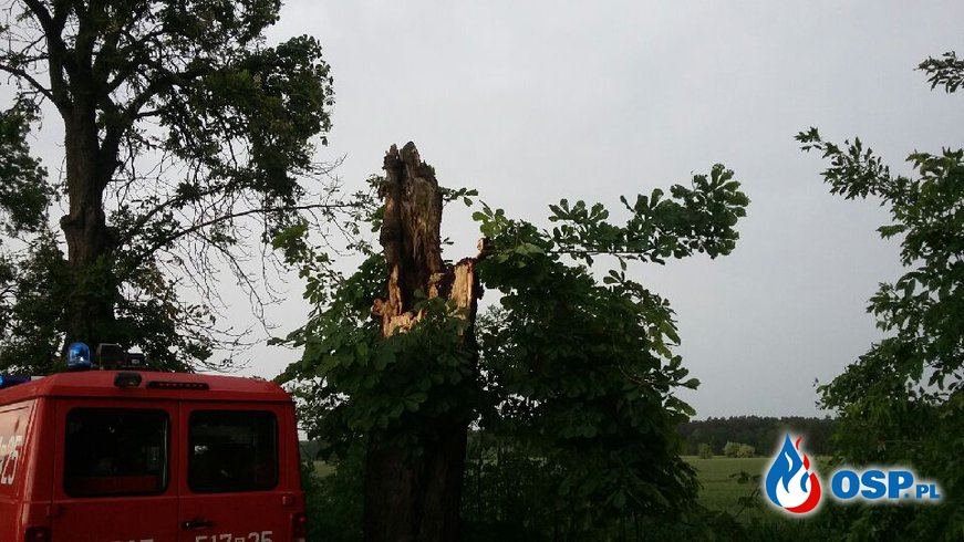 Dzisiejsza akcja - powalone drzewo OSP Ochotnicza Straż Pożarna