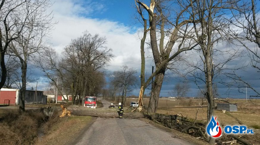 Złamany konar drzewa na trasie Krobusz – Żabnik OSP Ochotnicza Straż Pożarna