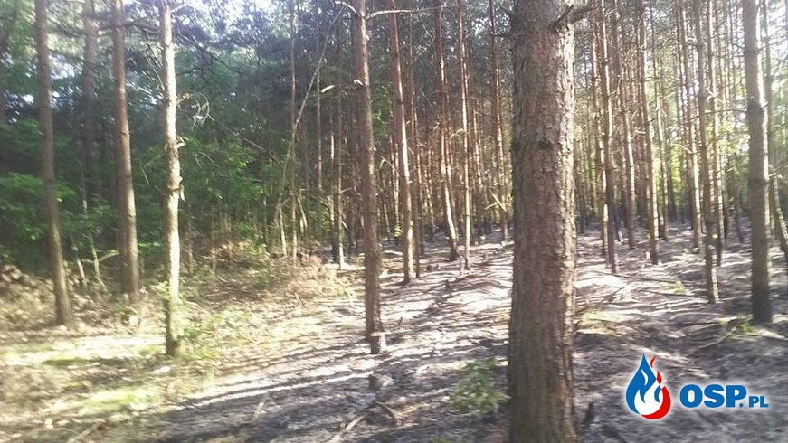 Pożar lasu w Płaczkowie Piechotnym OSP Ochotnicza Straż Pożarna