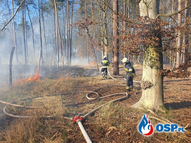 45/2020 Pożar poszycia i uprawy leśnej OSP Ochotnicza Straż Pożarna
