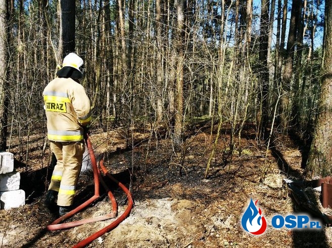 Chojno – pożar poszycia leśnego OSP Ochotnicza Straż Pożarna