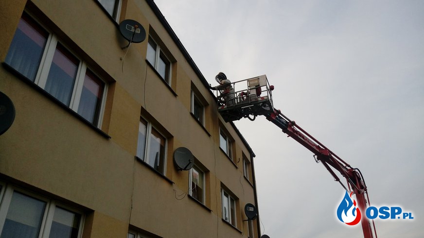 Gniazdo os na dachu budynku mieszkalnego. OSP Ochotnicza Straż Pożarna