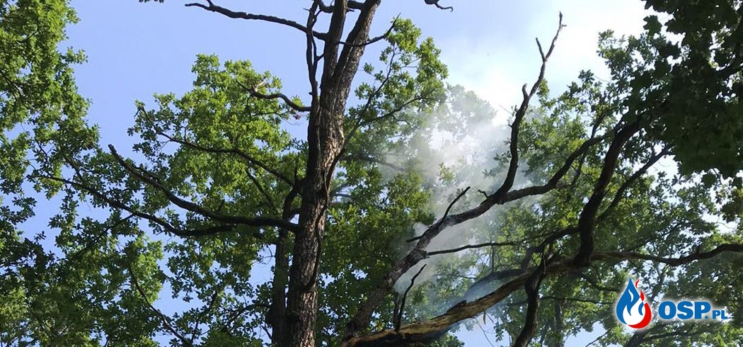 115/2019 Pożar drzewa na wysokości 12m po uderzeniu pioruna OSP Ochotnicza Straż Pożarna