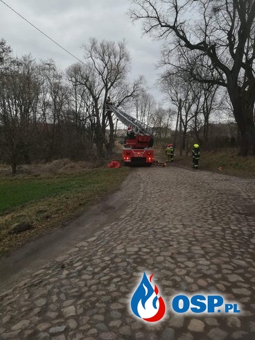 Uszkodzone drzewo w miejscowości Nastajki OSP Ochotnicza Straż Pożarna