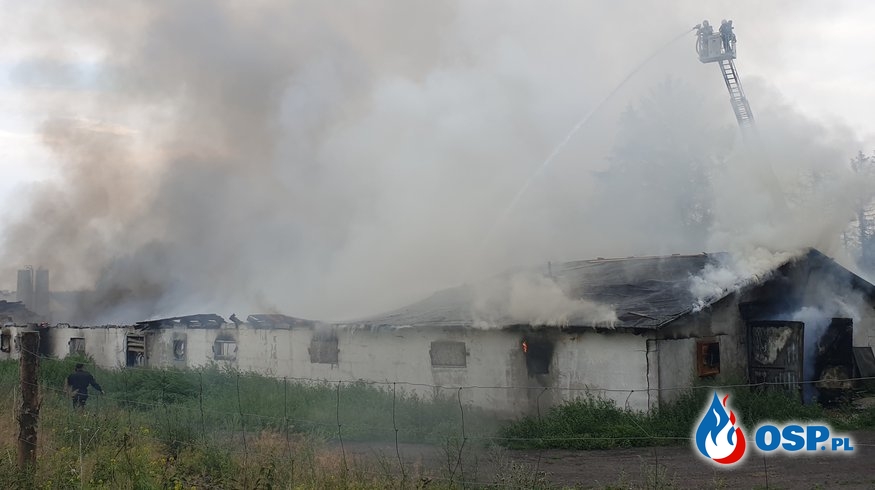 Pożar fermy drobiu w Niedźwiedziu. 18 zastępów strażaków w akcji. OSP Ochotnicza Straż Pożarna