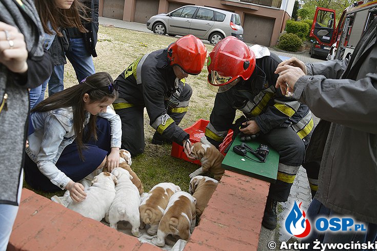 7 psów uratowano z pożaru mieszkania w Bydgoszczy! OSP Ochotnicza Straż Pożarna