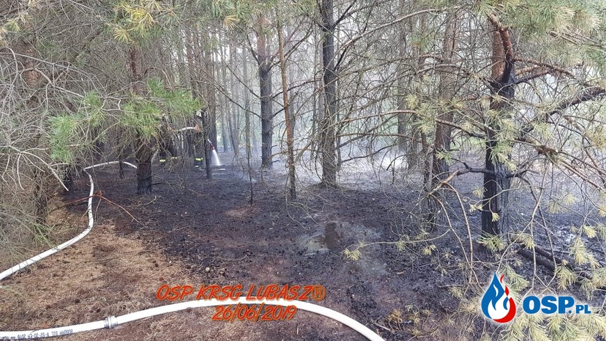 Dwa pożary Lasu w Gminie Lubasz OSP Ochotnicza Straż Pożarna