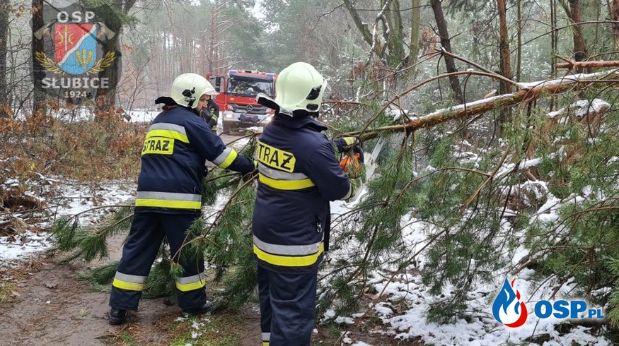 Drzewo nie wytrzymało naporu śniegu OSP Ochotnicza Straż Pożarna