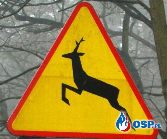Zwierzyna leśna przyczyną zdarzenia ! OSP Ochotnicza Straż Pożarna