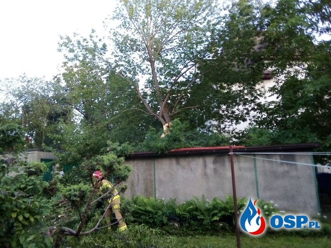 Powalone drzewo przy ulicy Staropoznańskiej OSP Ochotnicza Straż Pożarna