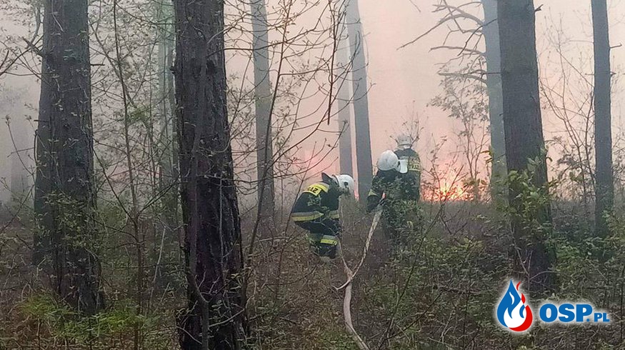Pożar trawy i poszycia leśnego w Rzędkowicach OSP Ochotnicza Straż Pożarna