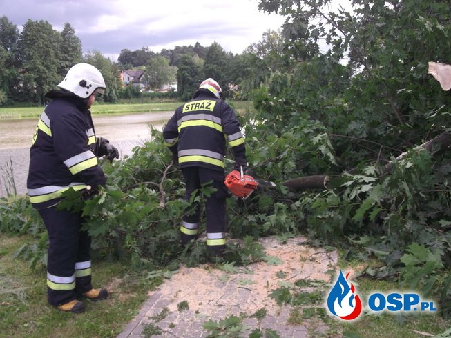 Kolejny alarm w jednostce-powalone drzewo OSP Ochotnicza Straż Pożarna
