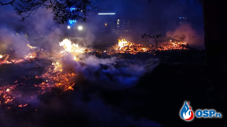 Pożar przy lesie OSP Ochotnicza Straż Pożarna