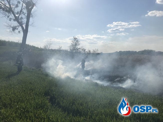 Drugi pożar nieużytków na lotnisku w Chojnie OSP Ochotnicza Straż Pożarna