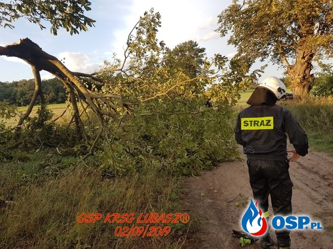 Owady błonkoskrzydłe i powalone drzewo OSP Ochotnicza Straż Pożarna