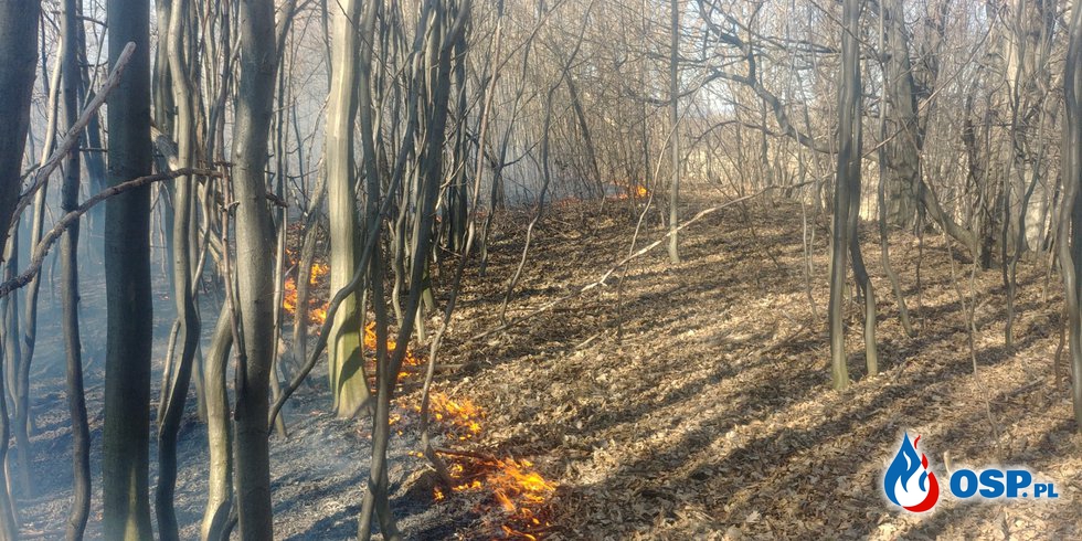 Duży pożar traw i lasu w Zręcinie przy ul. Jesionowej OSP Ochotnicza Straż Pożarna